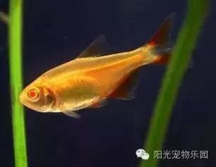 魚缸 魚|小型魚缸適合養的十種魚